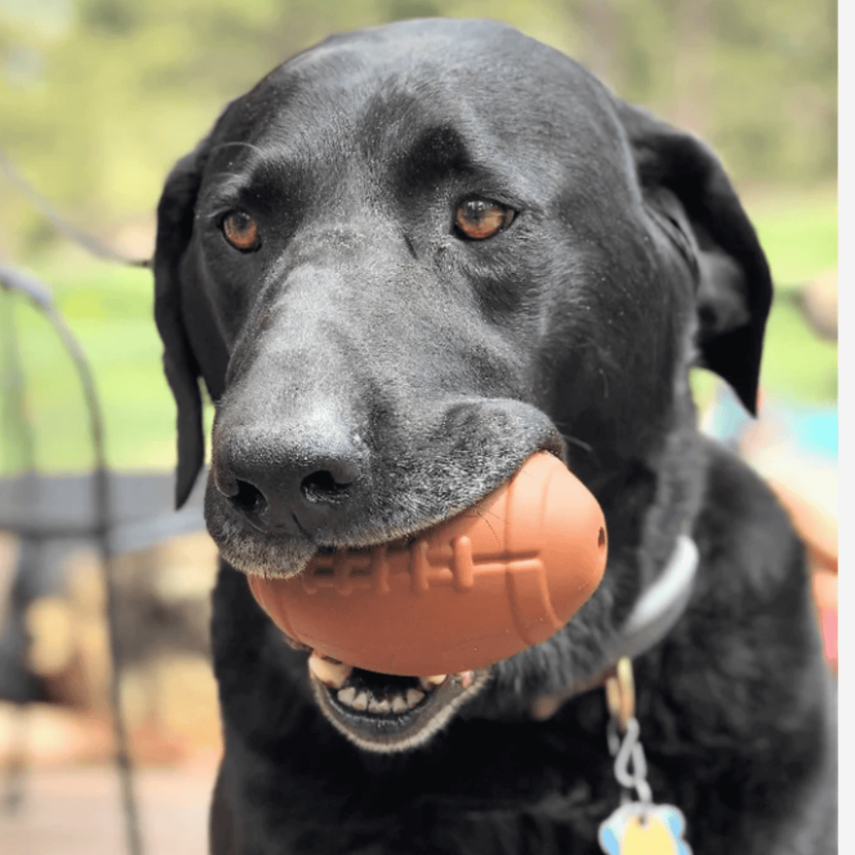 For Our Four-Legged Friends