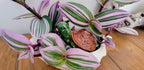 Turtle Plant Watering Spike