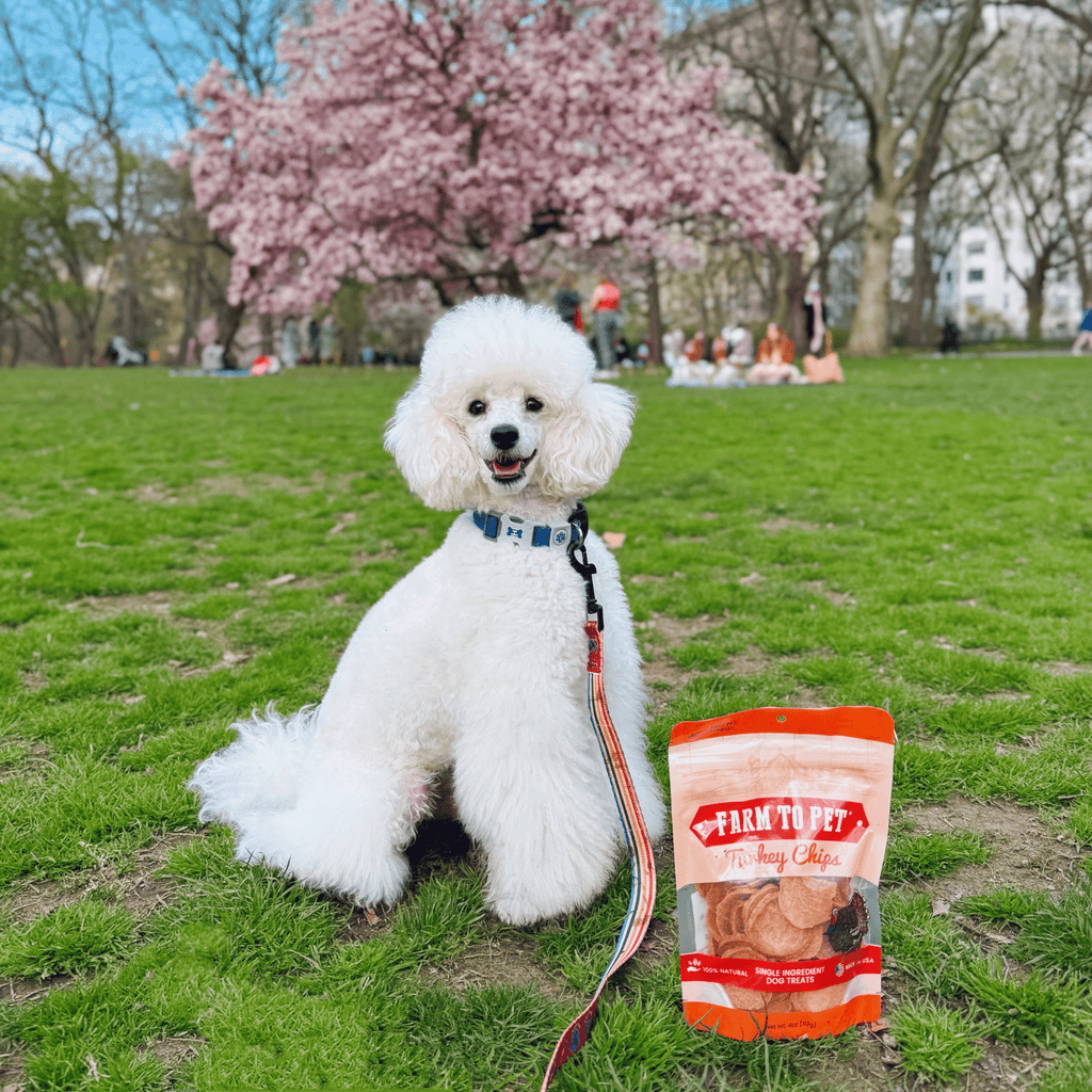 Turkey Chips for Dogs | All-Natural Single-Ingredient Healthy Dog Treats