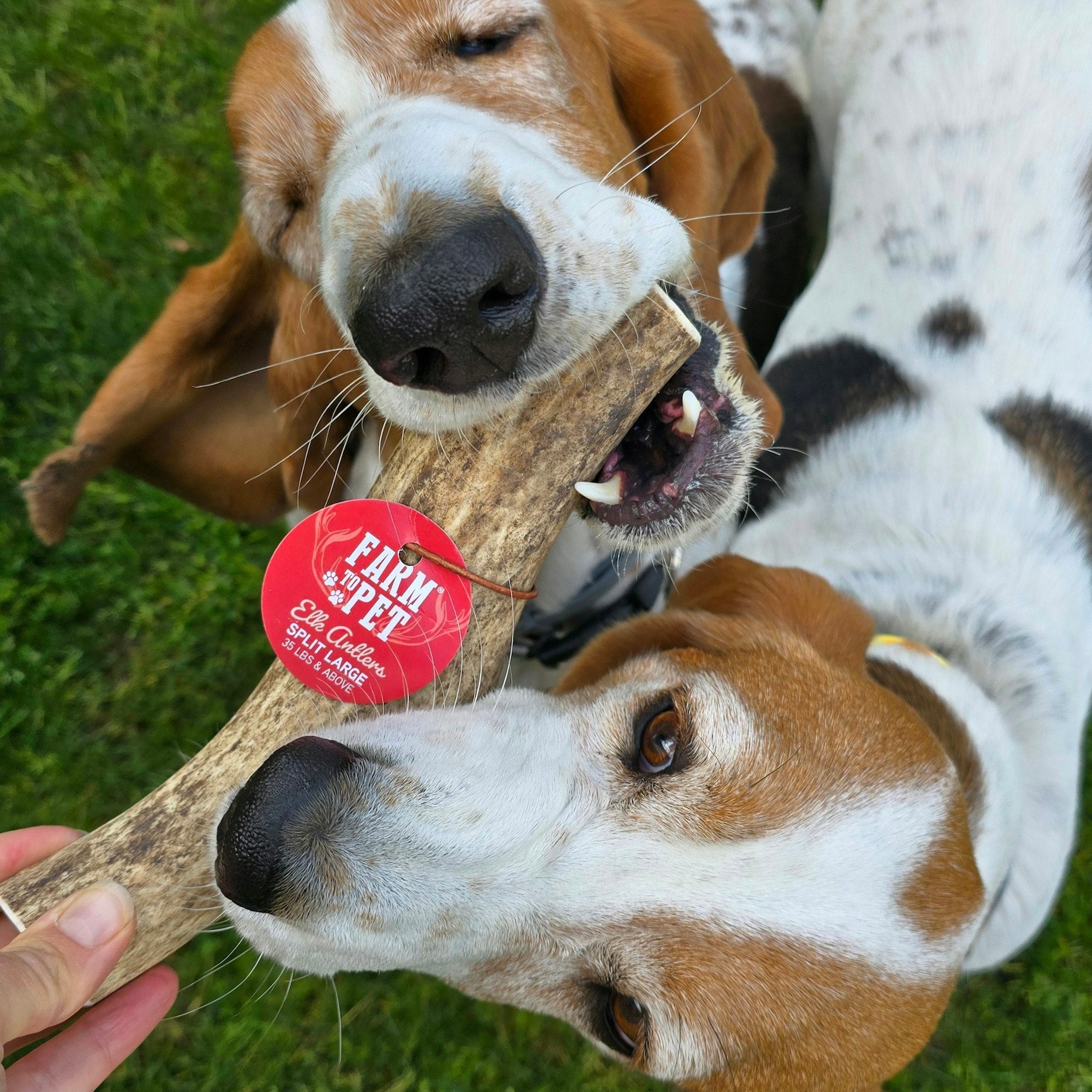 Elk Antler Dog Chews | All-Natural Whole and Split Elk Antler Chews for Dogs