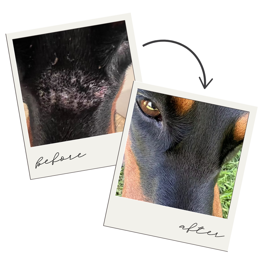 Hair Regrowth Spray for Dogs & Horses
